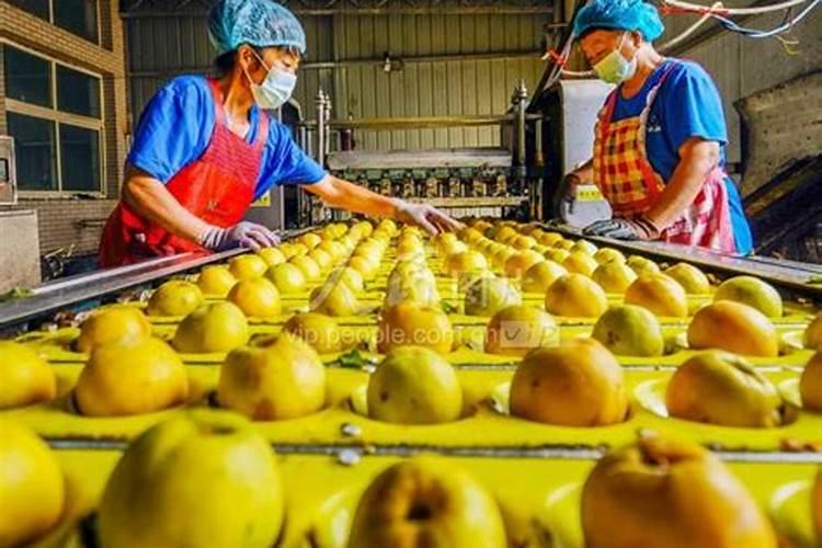 枇杷施肥有什么讲究？有枇杷专用肥吗？