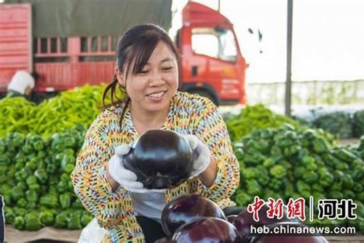 番茄的叶面肥该怎样喷施,如何选择叶面肥呢？