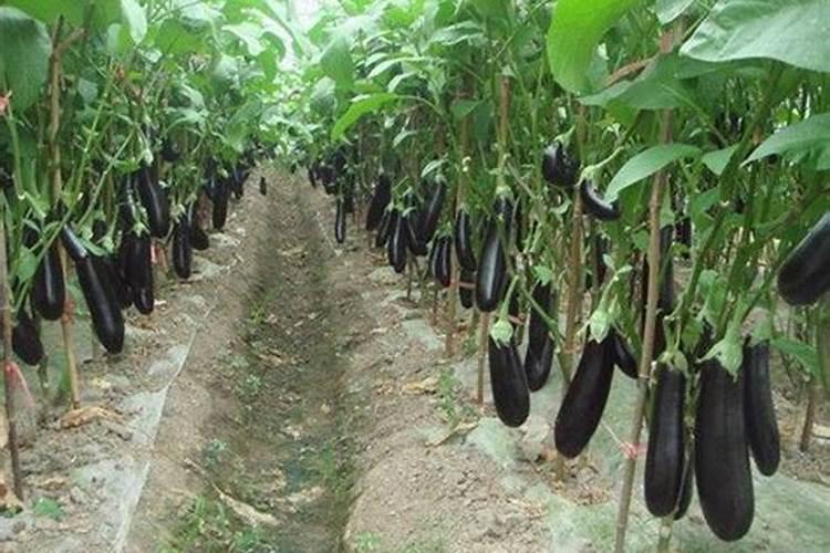 棚室茄子定植后管理 茄子病害防治方法