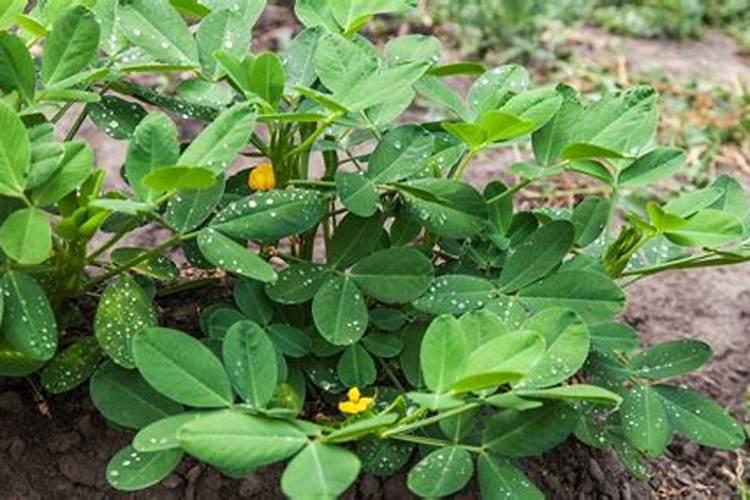 花生用什么肥料让它多结果