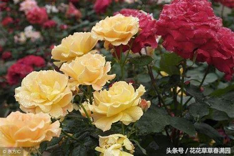 月季蔷薇怎么管理种植