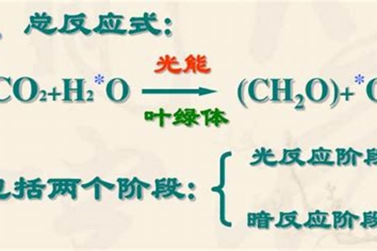 马铃薯膨大剂哪个好