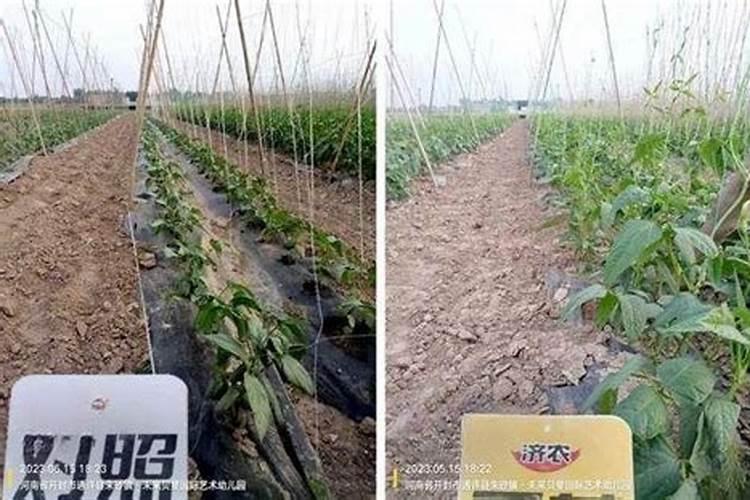 栽红薯最合适的垄距 施什么肥料好