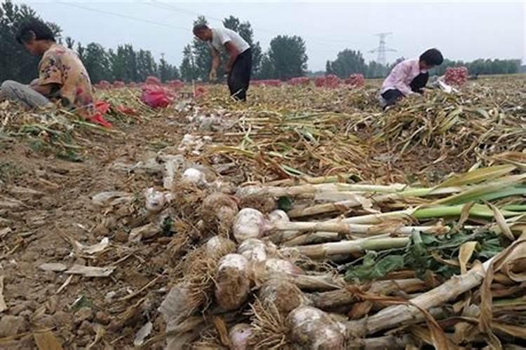石灰氮对改良土壤杀菌效果怎么样？