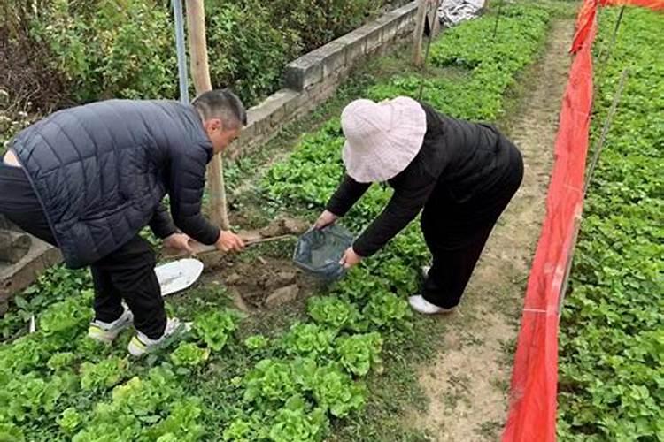 缓释肥怎么用(缓释肥是什么肥料)