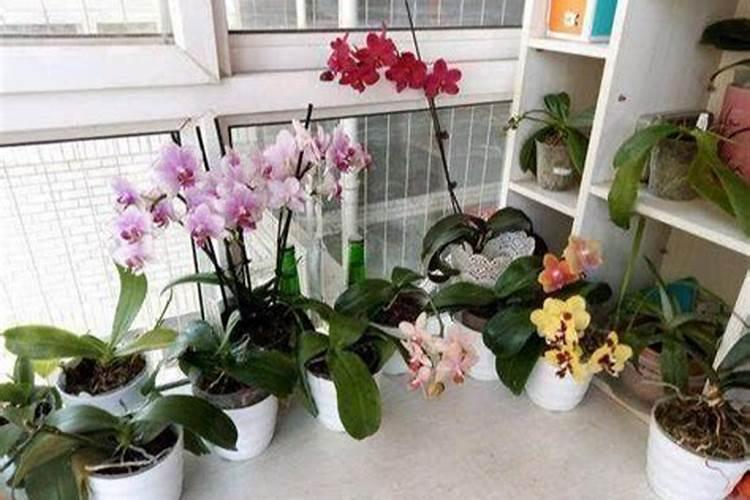 立秋以后如何养蝴蝶兰年底准能开花