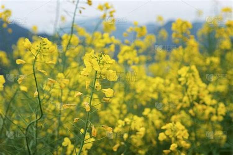 多少油菜花可以提取1克芸苔素？