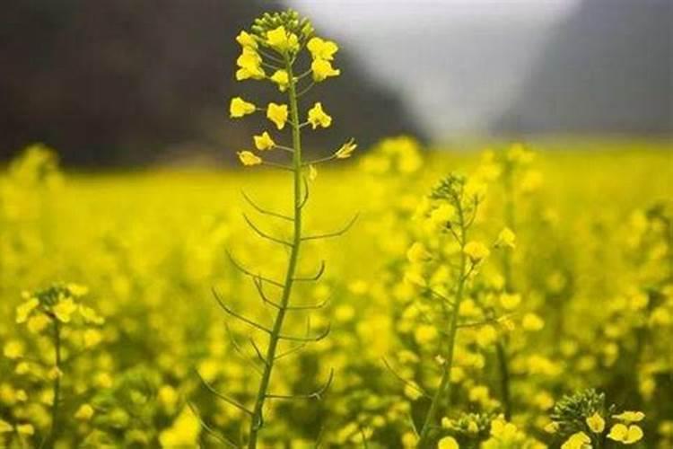 天然芸苔素:植保飞防可用的植物调节剂