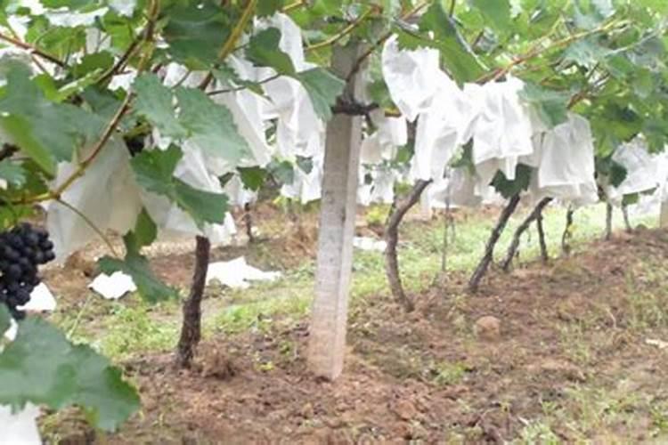 叶面喷施尿素的浓度是多少