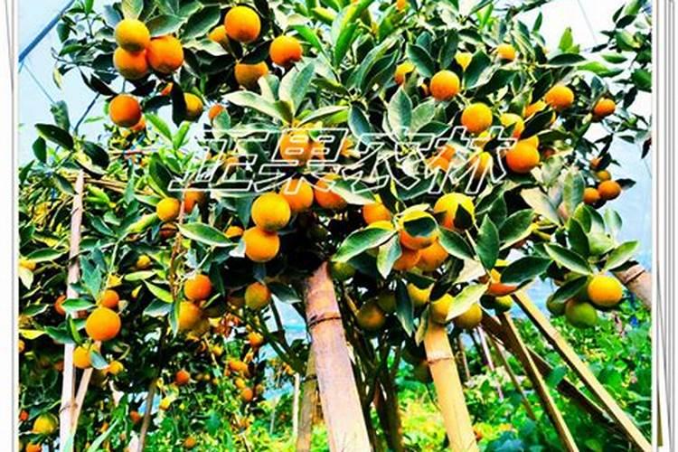 金桔落花后能喷叶面肥磷酸二氢钾吗视频？