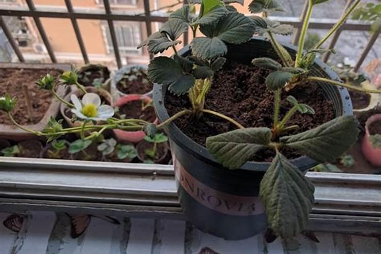 怎样种好葡萄,草莓。