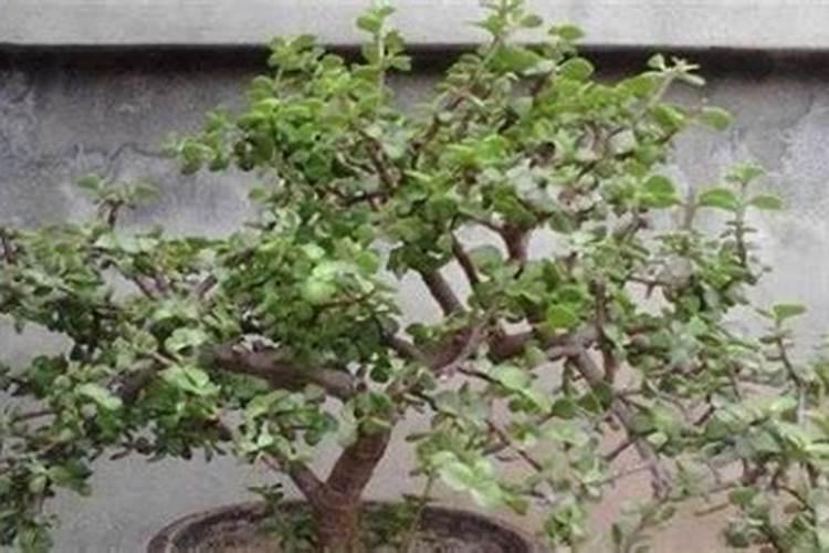 金枝玉叶为什么不开花