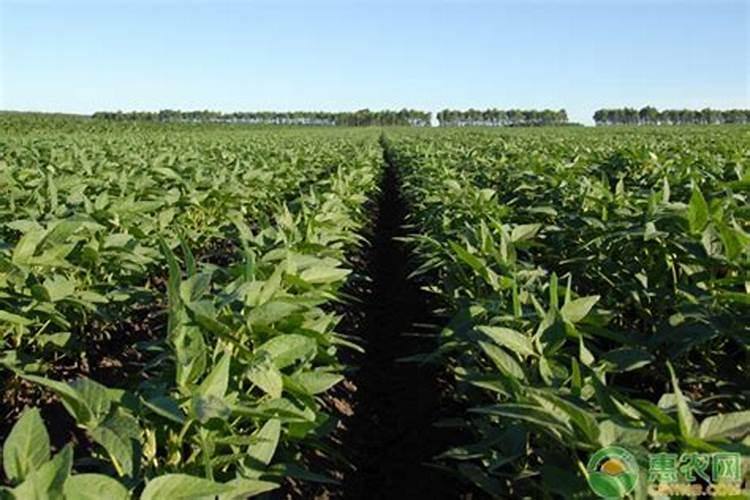 种子发芽多久可以施肥 种子发芽后多久需要施肥