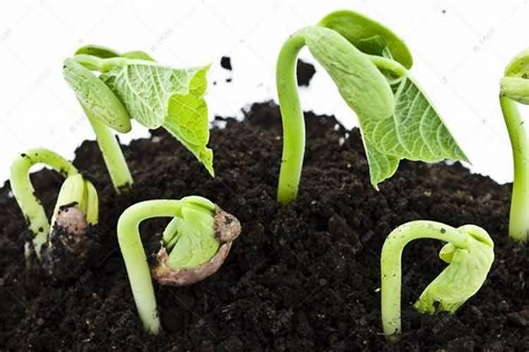 大豆叶面肥的喷施技巧 大豆怎么施肥