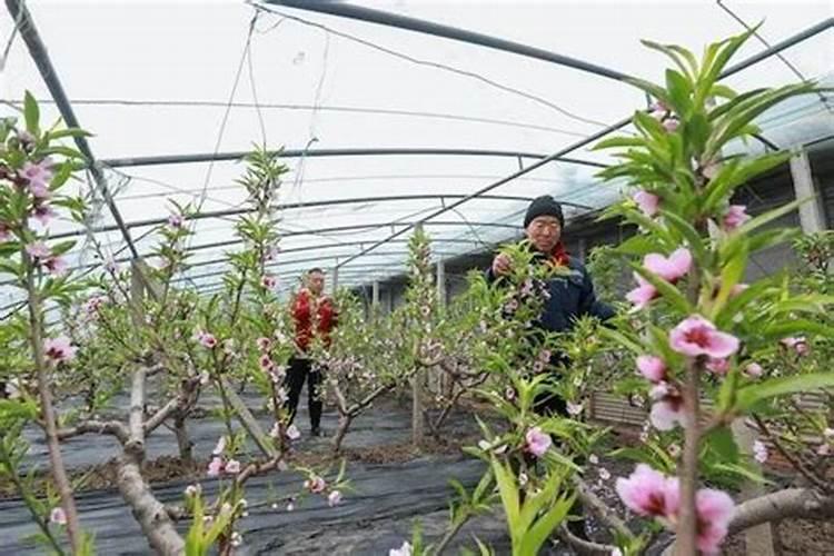 桃花是怎样授粉的？？？
