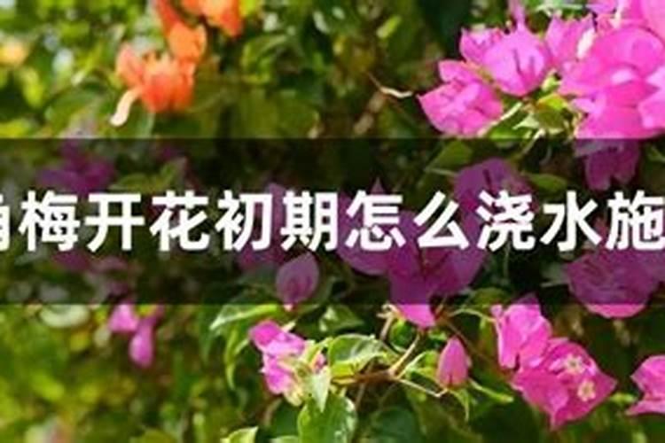三角梅用什么肥料开花多