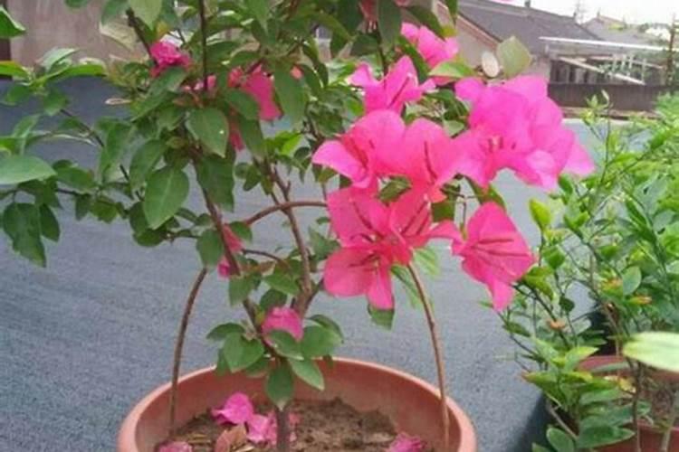 三角梅上什么肥爱开花