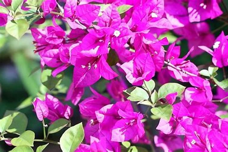 三角梅开花初期怎么浇水施肥