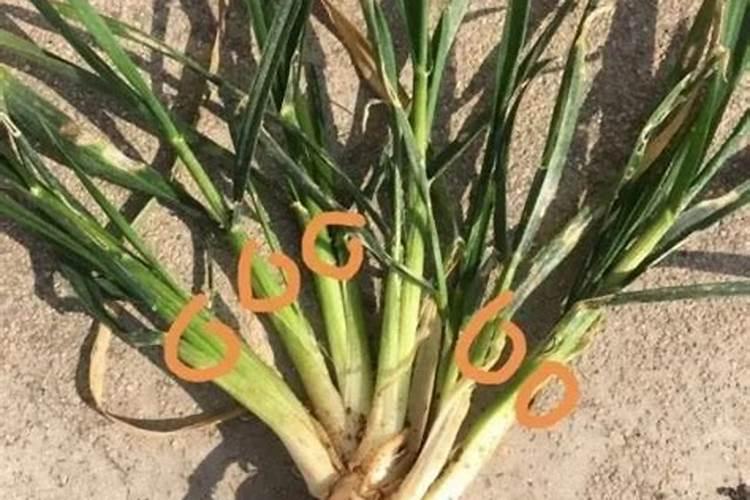 种植大豆需要用什么肥？