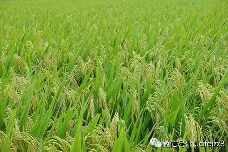 桂花树用什么肥好 花树生长会更好