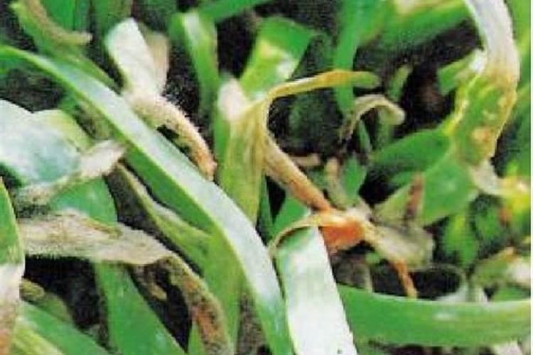 韭菜可以和鲈鱼一起吃吗