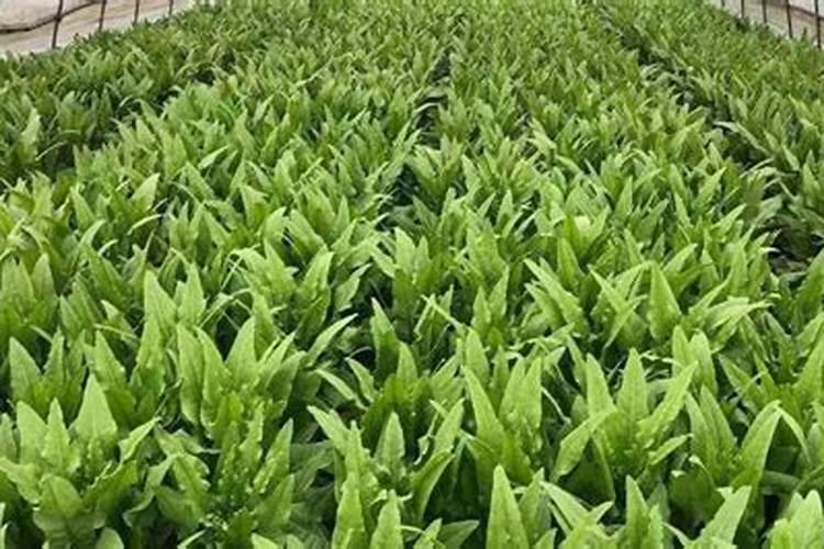蝴蝶兰出花剑后怎样施肥