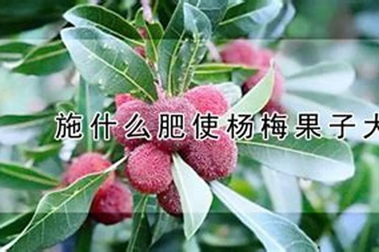 桃树结果时需要施什么肥