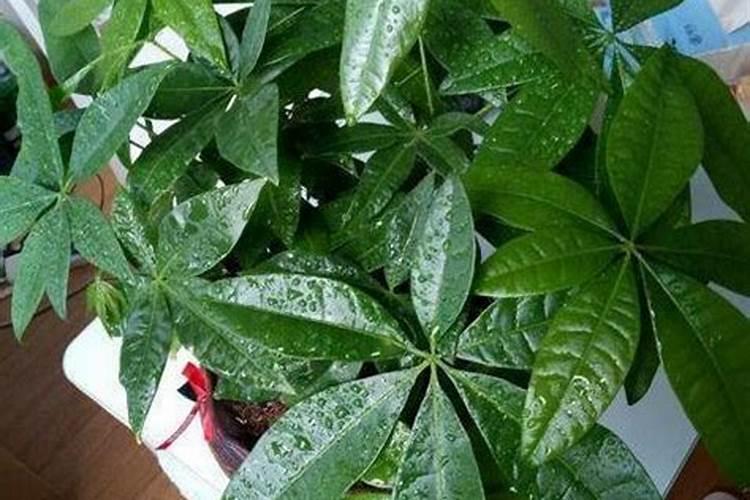 发财树没有肥料怎么办？