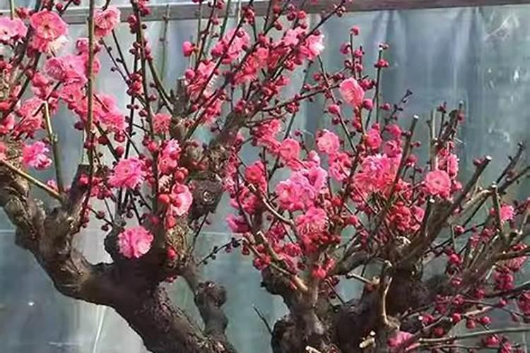 梅花施肥时间和方法