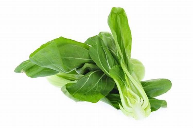 如何对园林植物进行合理施肥