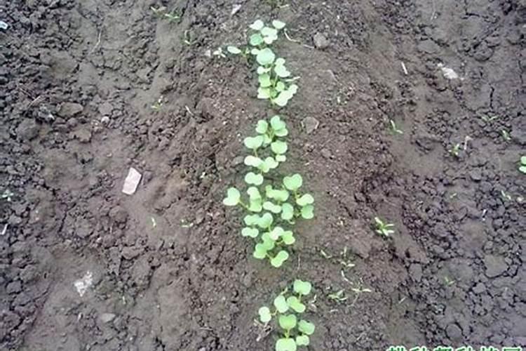 黄瓜,丝瓜,苦瓜苗期喷什么药能促进花芽分化？