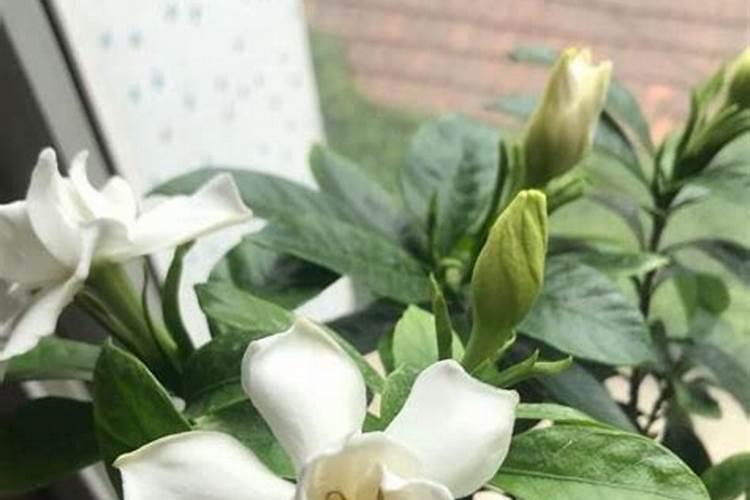 盆栽栀子花怎么施肥