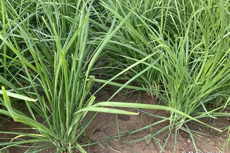 西红柿每亩用150公斤稀土过磷酸钙好不好？
