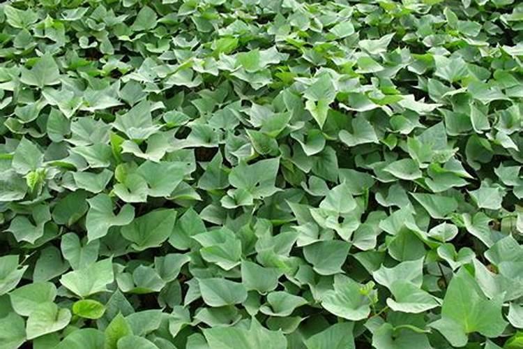 发霉的花生可以做肥料吗 怎样处理才能做花肥使用