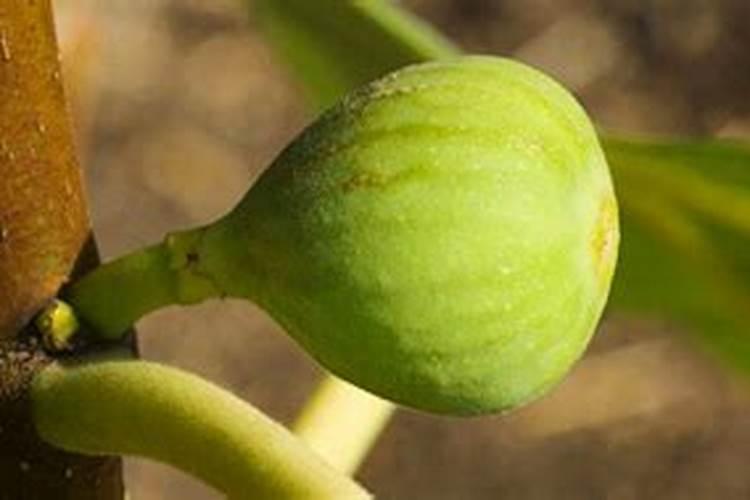 开花结果时施什么肥
