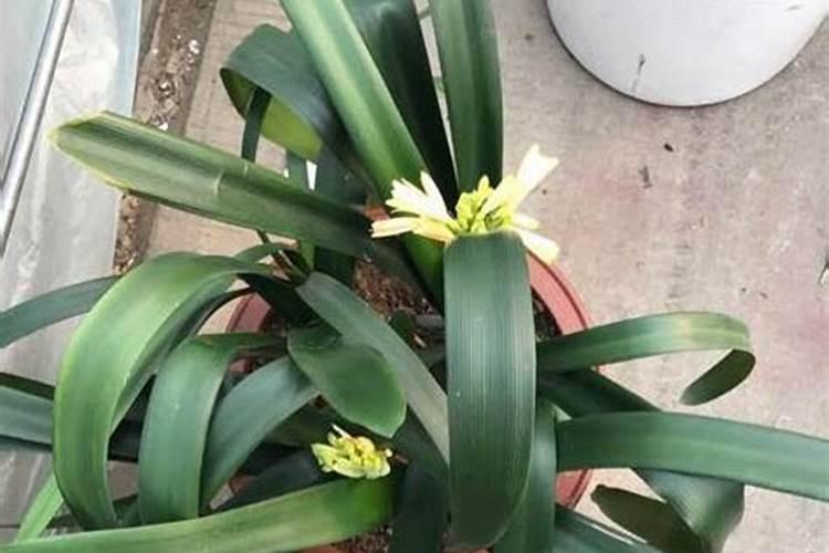 君兰和墨兰花的种植要注意哪些
