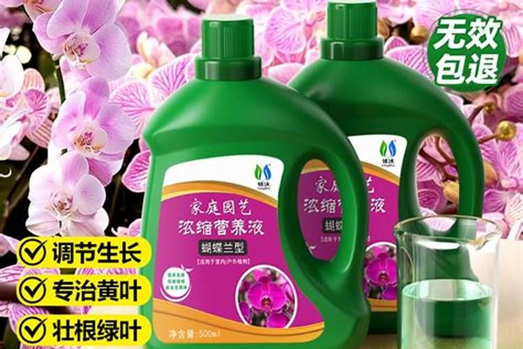 蝴蝶兰施什么肥最好