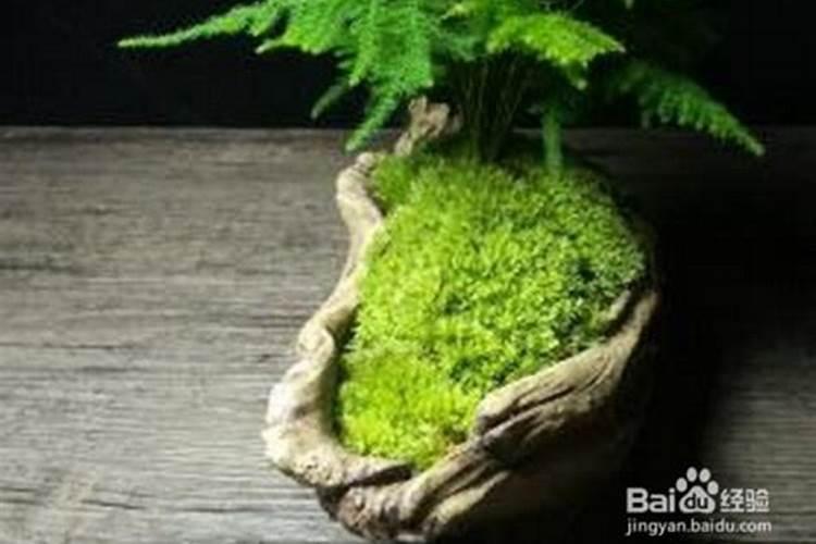 葫芦移植半月了就这,叶面不展