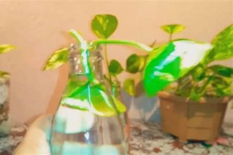 玉米生长的不同阶段,氮磷钾的需求比例分别是多少？