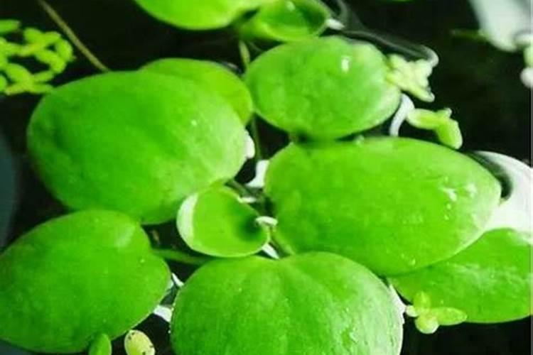 植物生长所必须的三种大量营养元素是