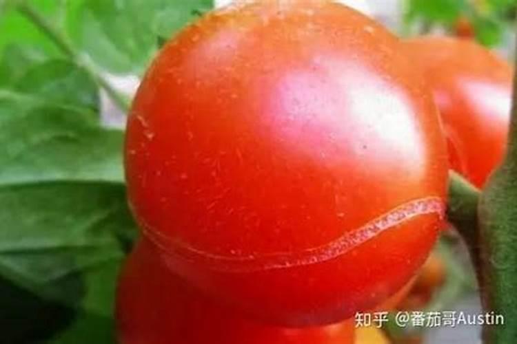 油桃裂果的防治方法