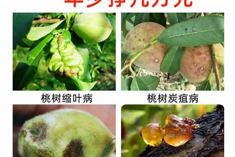 桃子烂果用什么杀菌剂 桃子烂果怎么办