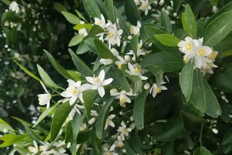 芒果施肥时间,芒果施肥技术与管理