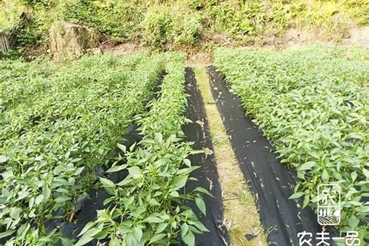 花生出苗后多久浇水