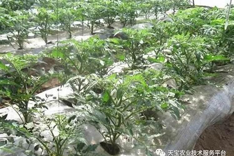 硼肥能提高坐果率,还是锌肥能提高坐果率？