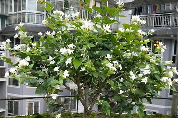 怎样防治月季花出现黄叶？