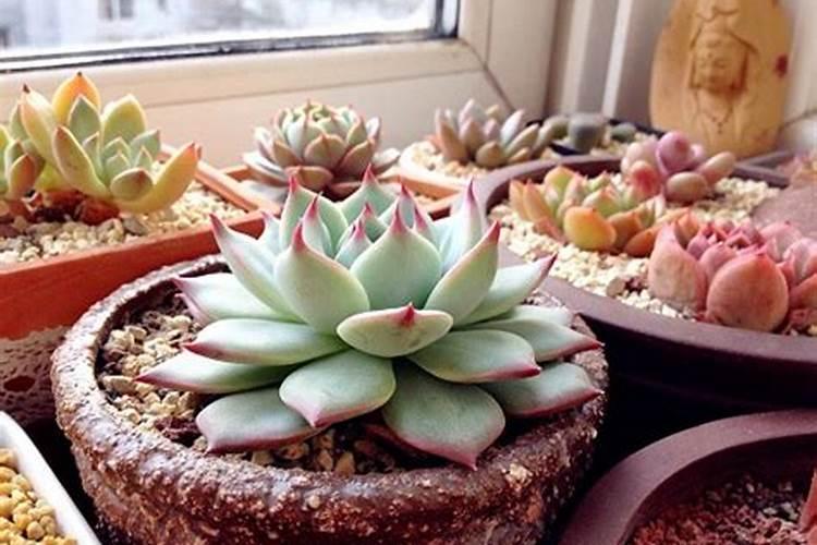盆栽多肉植物施什么肥 该如何施肥