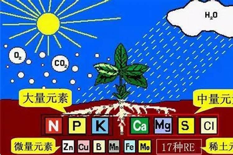 有机肥是什么肥料怎么使用