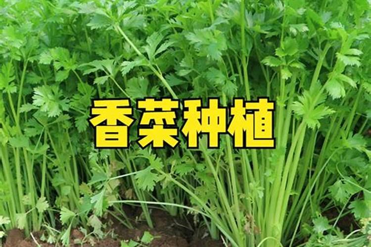 香菜种植施肥方法
