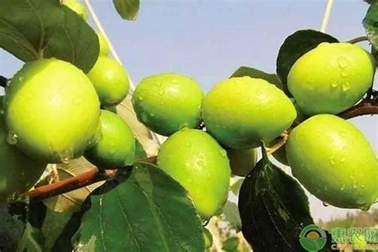 我想在广西家里种一些台湾青枣,该怎么种植呢？